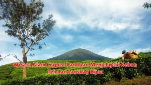 Wisata Alam Ciapus: Panduan Menjelajahi Kebun Teh dan Lanskap Hijau