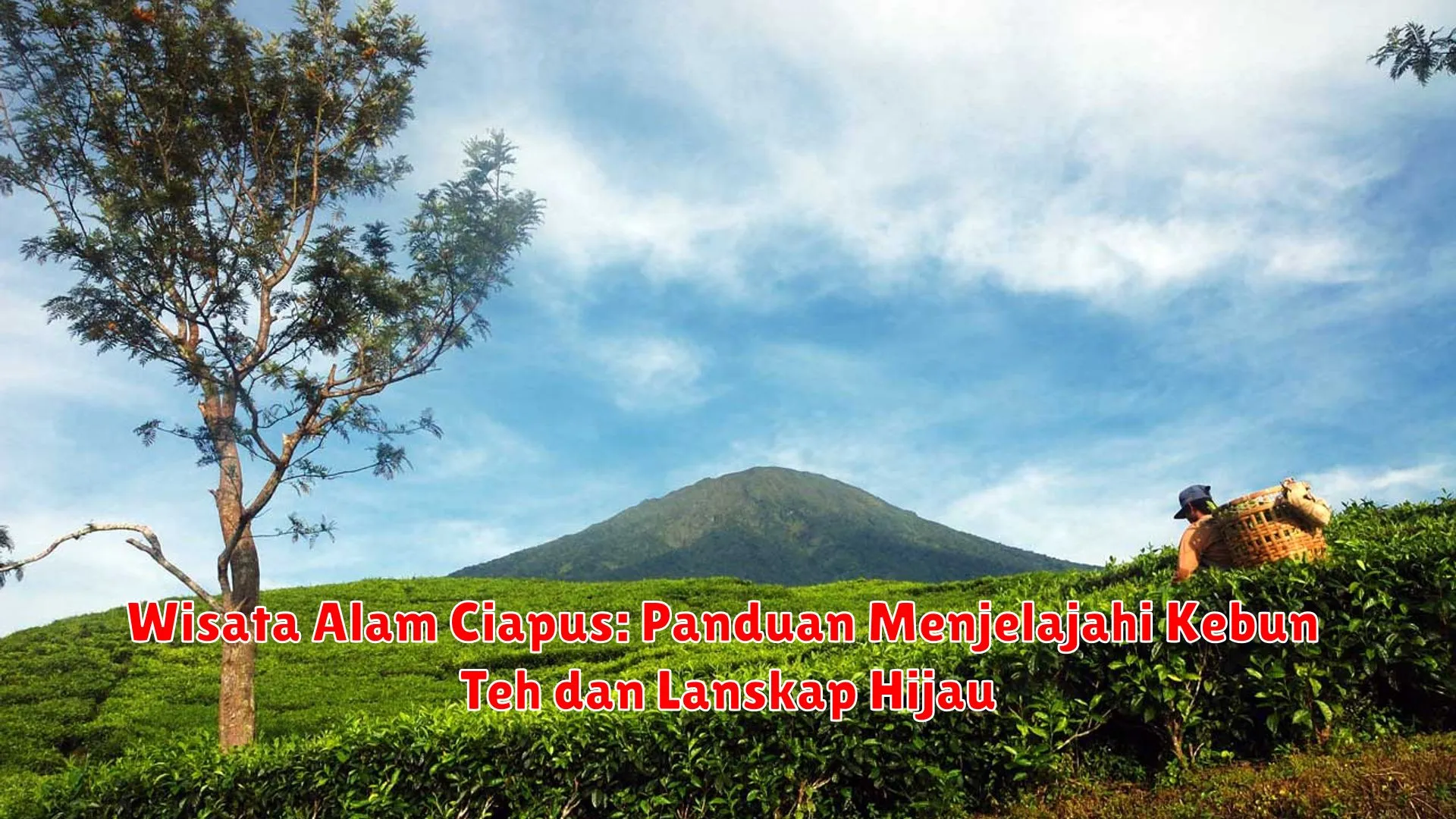 Wisata Alam Ciapus: Panduan Menjelajahi Kebun Teh dan Lanskap Hijau